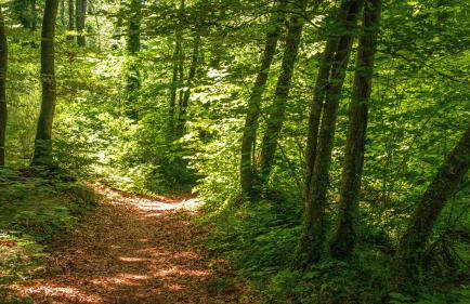 Majordoms Baseia - jardí i accés privat a La Fageda - Photo 3