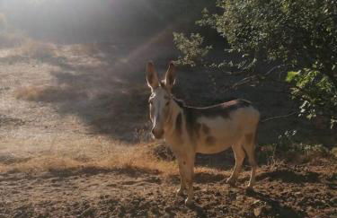 Casa Rural El Olivo - Foto 31