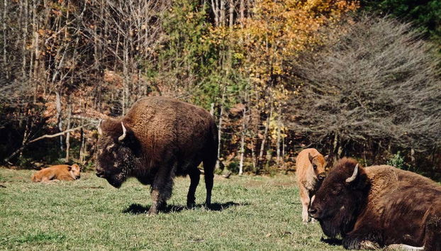 Bisontes de Omega Park