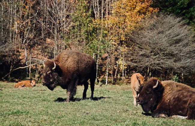 Safari por Omega Park - Foto 2