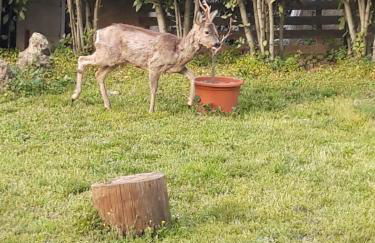 Garden Relax - Foto 33