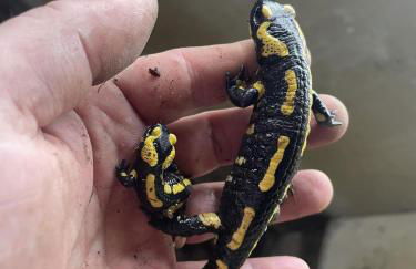 Lieu paisible et indépendant - Foto 29