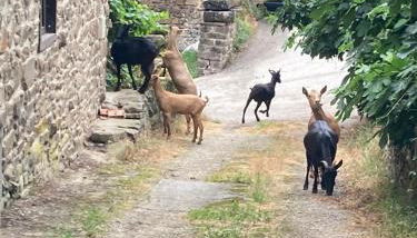 Apartamento Picos de Europa - Foto 5