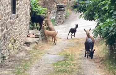 Apartamento Picos de Europa - Photo 5