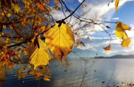 Bergfrühling - Foto 21