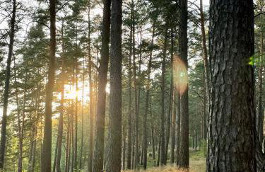 Leśne Siedlisko Wygonin - Foto 60