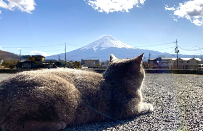 Lake Villa Kawaguchiko - Photo 63