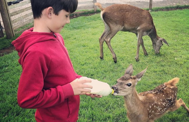 Luxury Safari Lodge Surrounded by Deer!! 'fallow' - Foto 35
