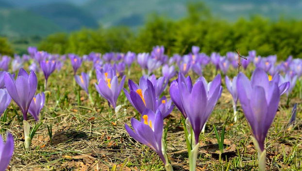 From field to table, learn how saffron is harvested