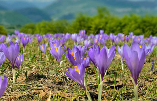 Olmedo Saffron Tour - Photo 3