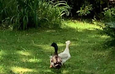 Castle Terrace - Foto 18