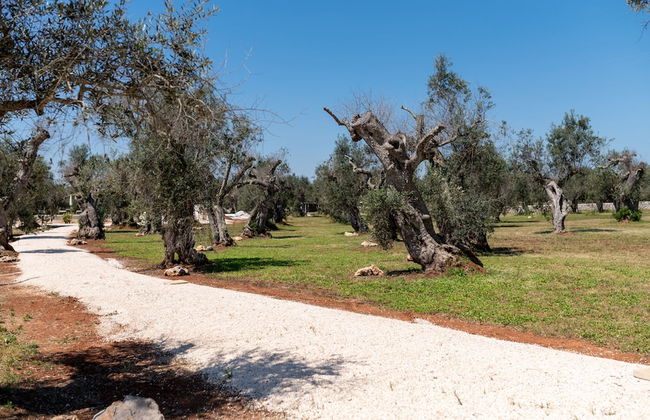 Stunning Villa Surrounded by Olive Trees - Beahost - Foto 66