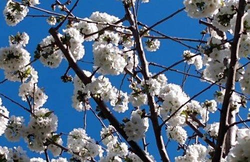 Summer-house OASIS on quiet street in ROCKRIDGE - Photo 13