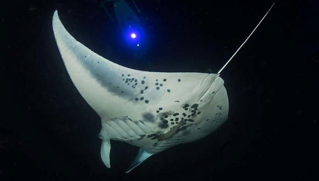 Night Swim with Manta Rays - Foto 3