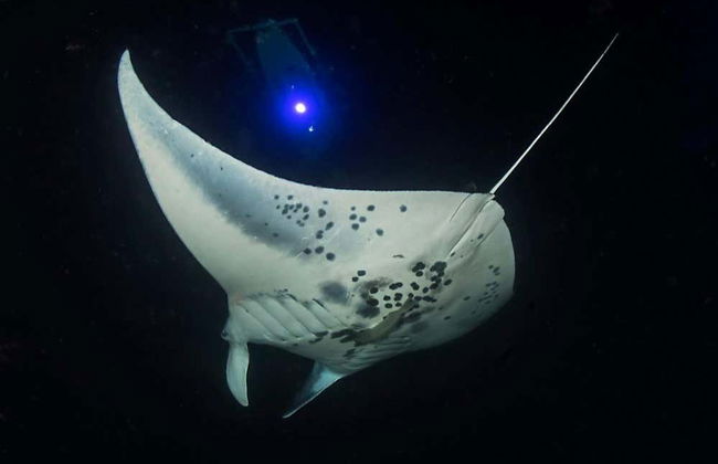 Night Swim with Manta Rays - Foto 3