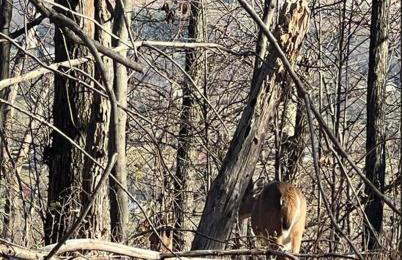 Stone Cabin on Valley View - Firepit & Hot Tub - Foto 51