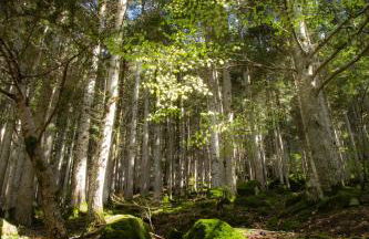 Gites L'épilobe - Foto 15