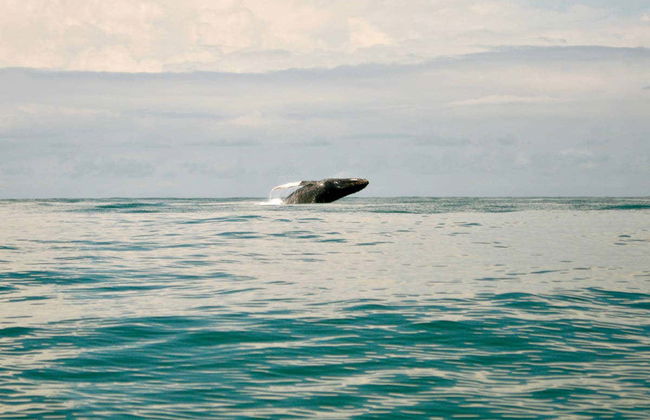 Whale Watching from Cali - Photo 7