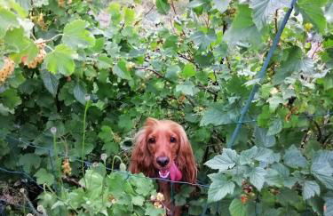 Haus Bernsteinchen - Foto 2