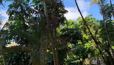 Apê Retrô com Wi-Fi e Vaga - 350 m da Praia da Enseada - Foto 2, Garden view