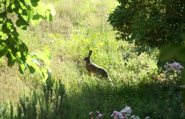 Agriturismo Poggio di Montepescoli - Il Noce - Foto 34