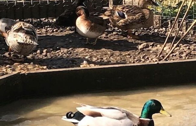 Les Cabanes de Warincthun - Foto 47