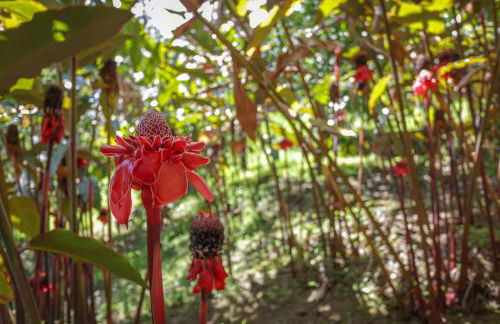 Hale Mauka - Foto 39