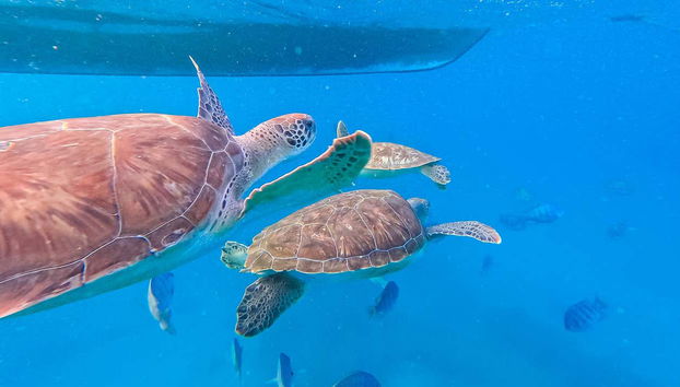 Sea turtles in Cabo Verde