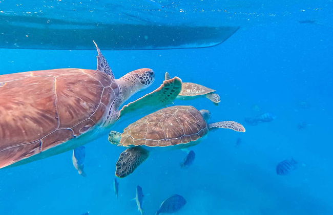 Mindelo Turtle Snorkelling Tour - Photo 4