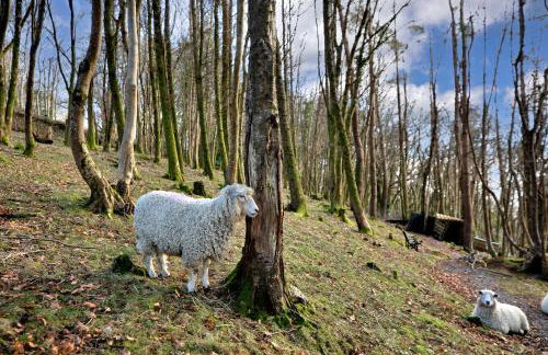 Pinewood Lodge - Foto 44