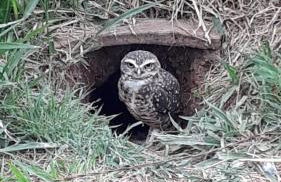 Chácara do Nari - Casa com Piscina em Condomínio Fechado - Photo 15