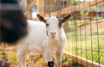 Milea Agritourism - Foto 19