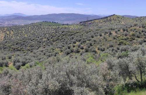 Admonis - Home in the olive grove - Foto 26
