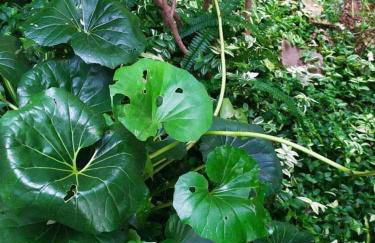 Olive Lemon Biophilic House & Lush Forest Garden - Foto 49