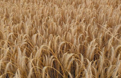 La Vieille Maison aux Canards - Foto 46