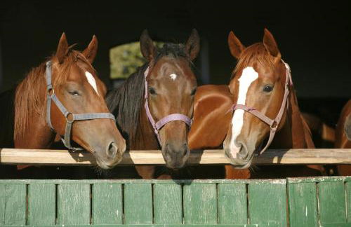 Baumanns Landhaus Durbach - Foto 14