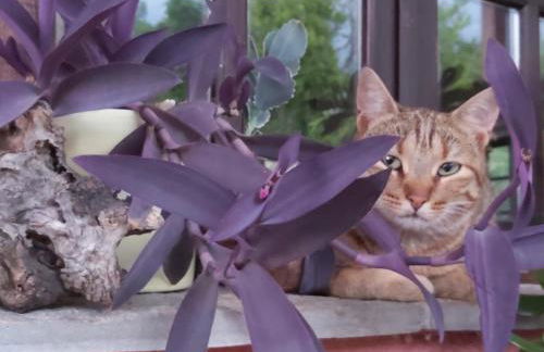 The Strawhouse under the mountain - Foto 35