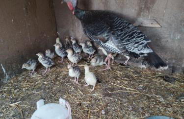 Gospodarstwo agroturystyczne - Foto 69