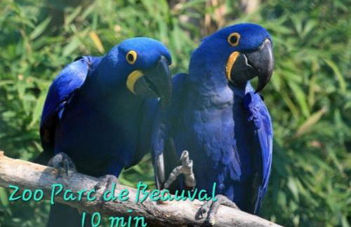 Perroquet & Koala 2 logements 10min du zoo de Beauval et proche château - Foto 54