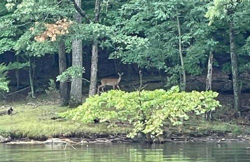 STAIRS OPTIONAL! Lakefront! Pool! On Water! Convenient Fishing! - Photo 36