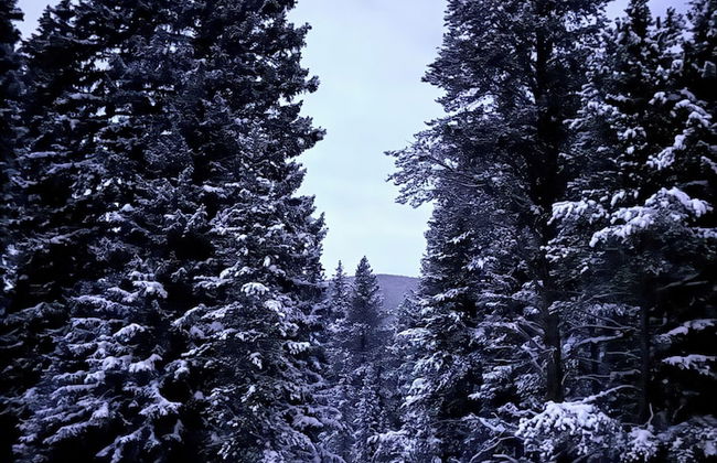 Lichen Huts - Foto 7