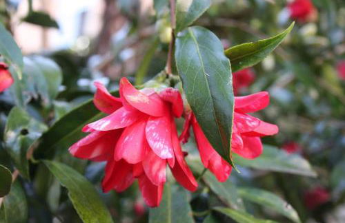 La Camelia d'Oro - Foto 19