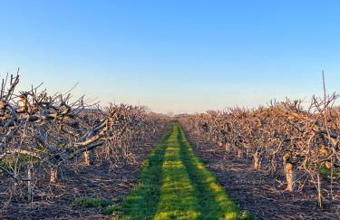 Aplanty Studio in the Orchard - Foto 20