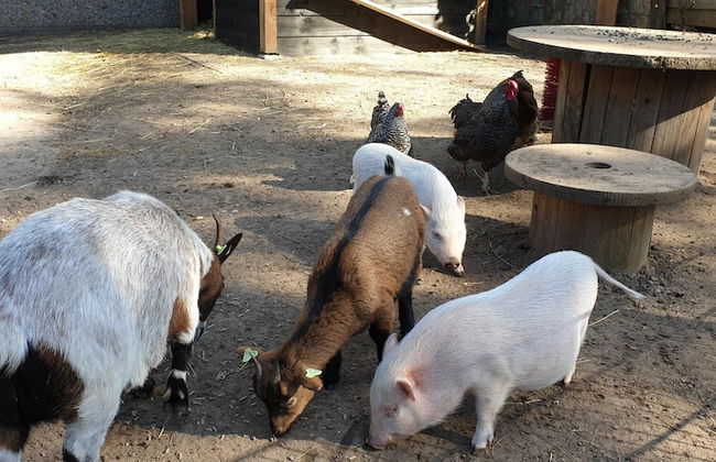 Vakantiepark De Bosrand - Foto 64