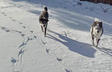 Bayerwaldtiny - Foto 15