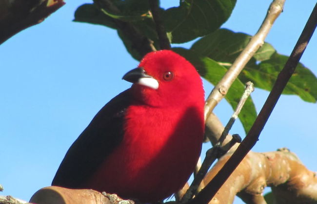 Sítio Rodamonte - Foto 34