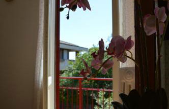 JasmimdoBrasil - Foto 16