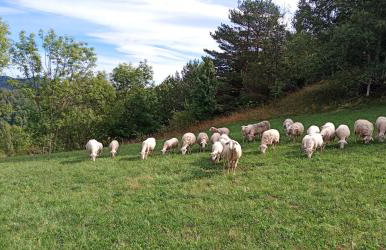 Les Pedres - Foto 55