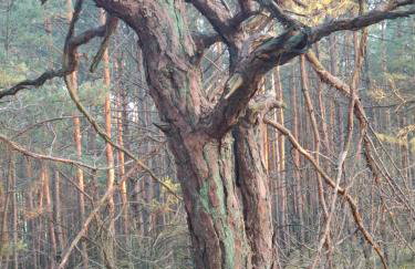 Augustówka - letnisko na Wrzosowiskach - Foto 47