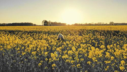 Ferienhof von Hammel 3 Zimmer Ferienwohnung - Foto 4